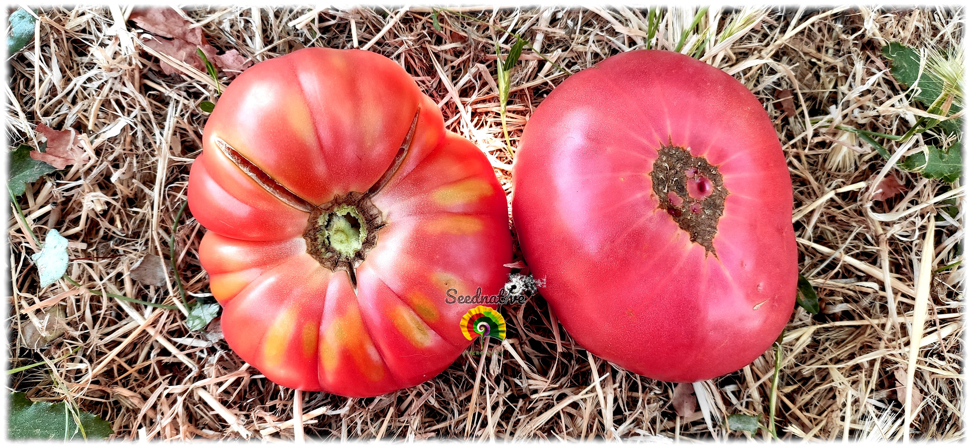 Tomate Brandywine Rosa - 15 semillas - var. tomate antiguo 