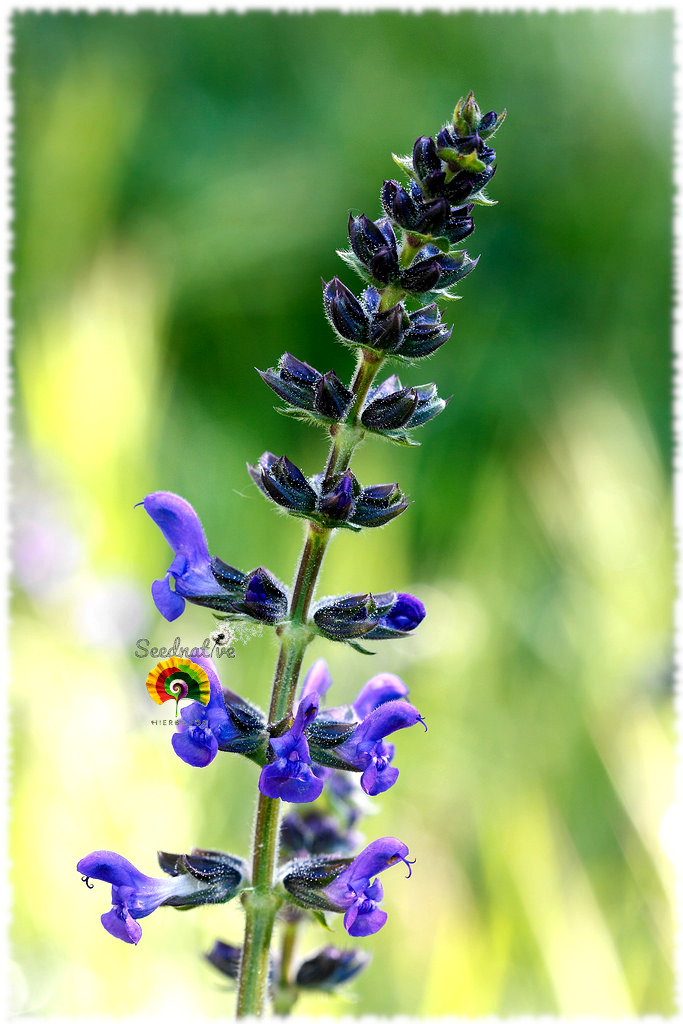 Salvia Verbenaca - Balsamina - 300 semillas