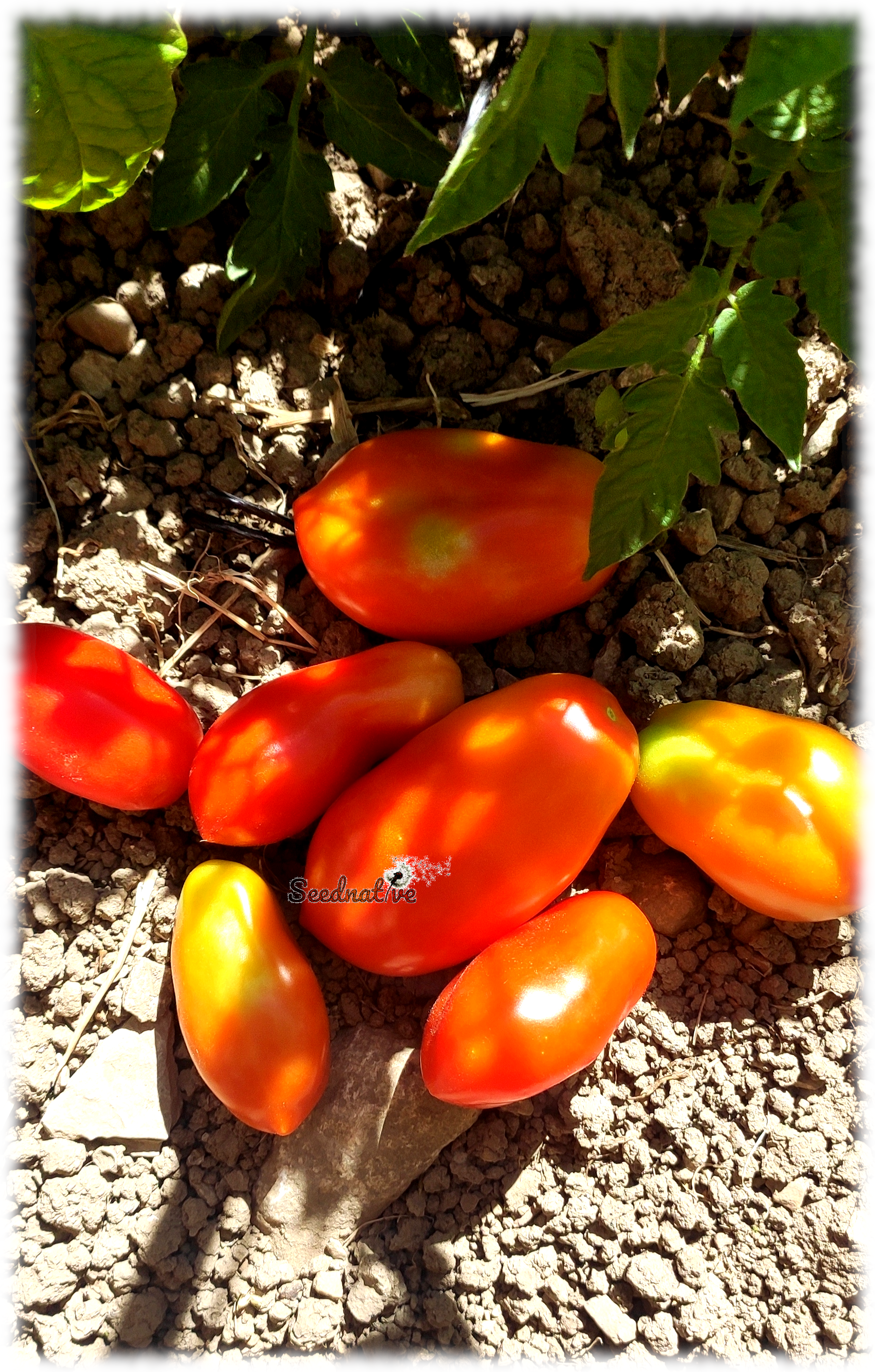 Tomate San Marzano Nano - 30 semillas