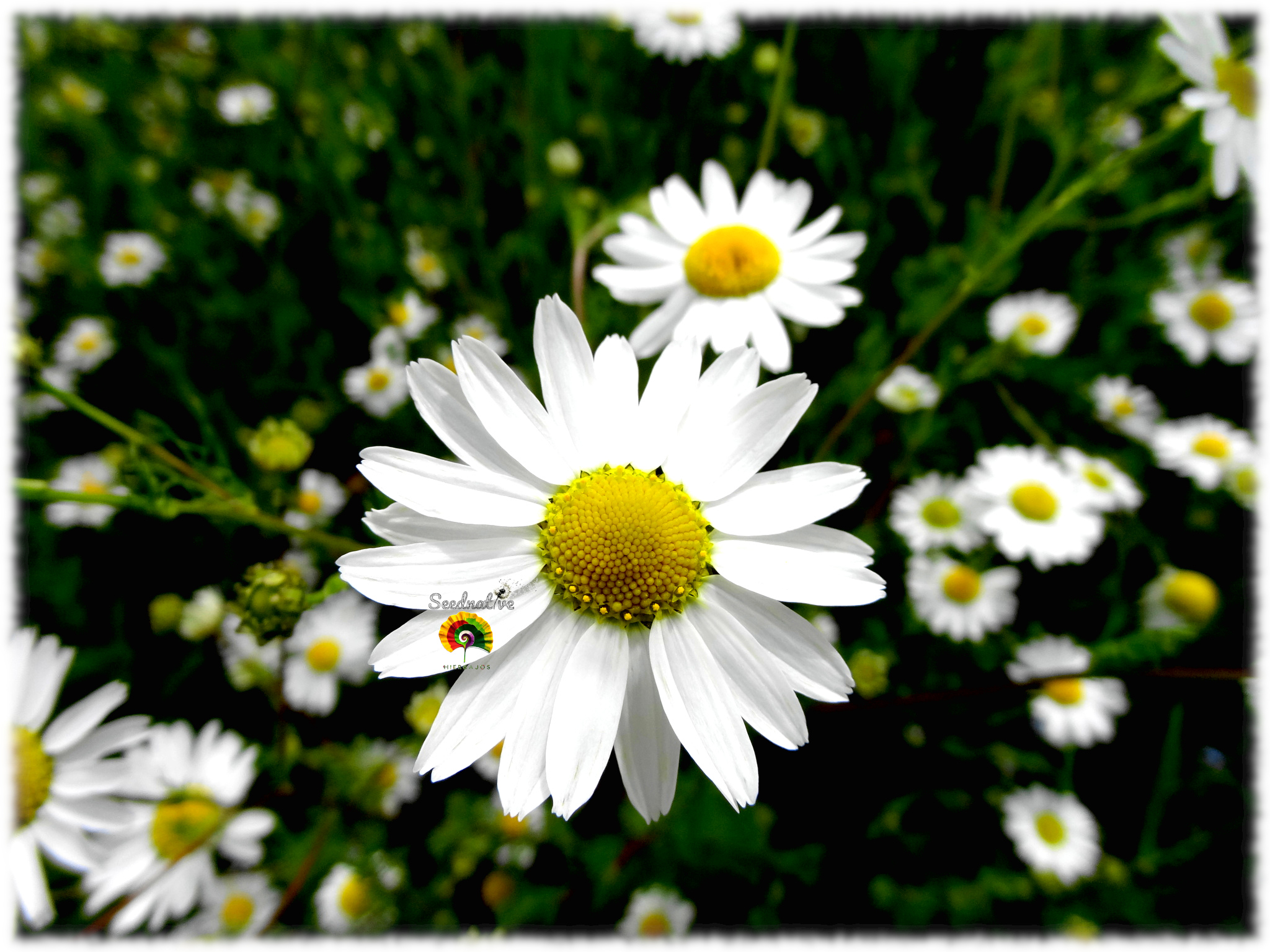 Anthemis arvensis - Manzanilla silvestre - 500 semillas