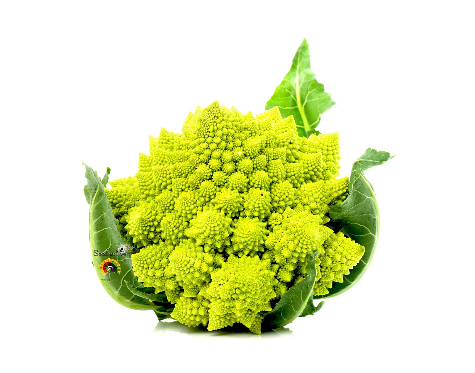 Coliflor Romanesco Natalino - 1000 semillas