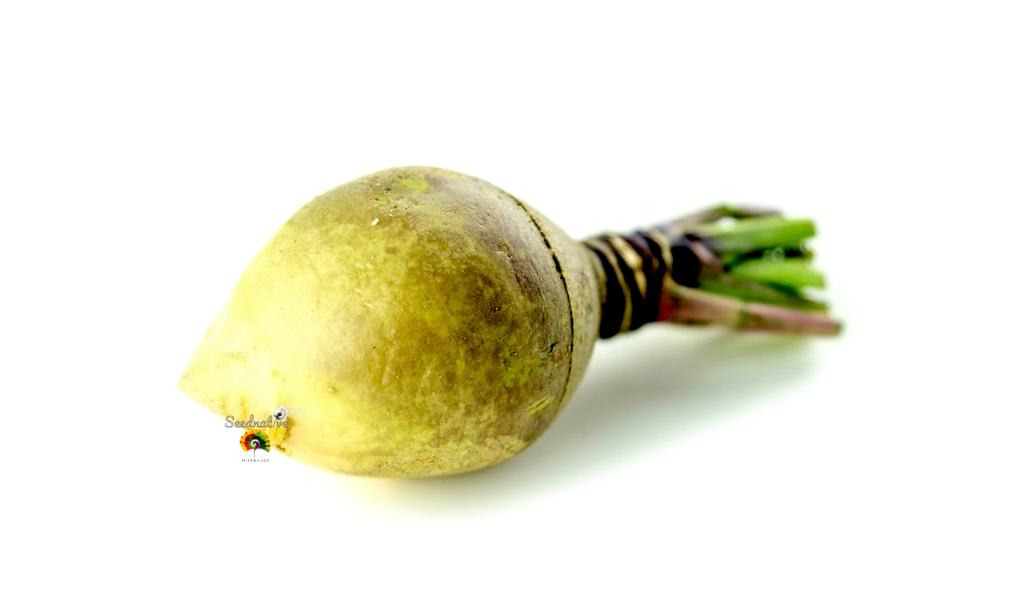 Colinabo Rutabaga Cuello Verde - 1000 semillas