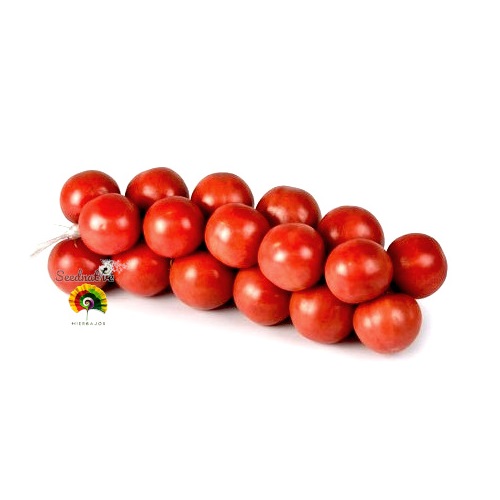 Tomate De Colgar Mallorquín - 50 semillas